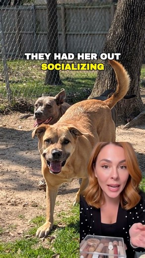 Dog Boarding in Spring Texas at Barks & Wildilfe Retreat