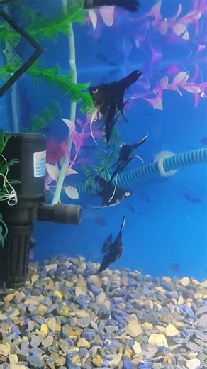 Angel fish's Tank setup....#anglefish #goldfishaquarium #aquarium