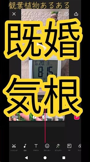 気根既婚、根上り値上がり🌿観葉植物あるある変換に突っ込んじゃう編 #観葉植物初心者