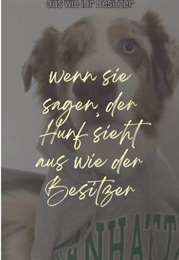 Spieglein, spieglein.. Würdet ihr behauptet euer Hund sieht euch ähnlich? 🫠😂 #aussietok #australianshepherd #trending #funny #comedy
