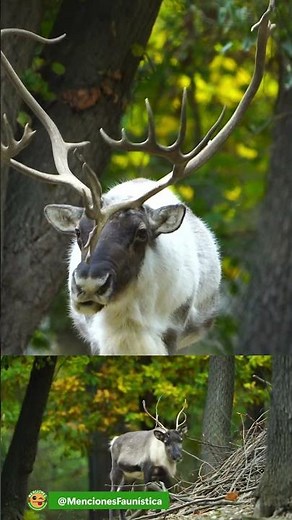 #ReindeerOnPause | The temperate forest sentinel | Rangifer tarandus | #wildlife