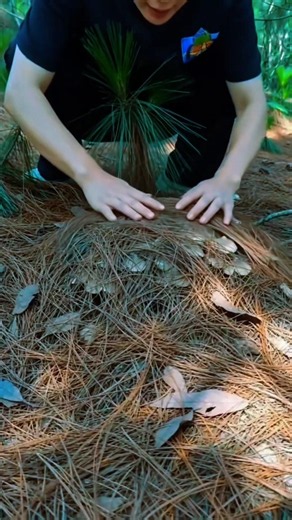 The Most Delicious Forest Mushroom: Fresh Chicken Mushrooms from the Wild