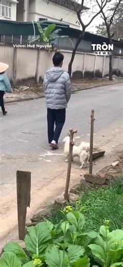 Chắc bị khuyển ca phong ấn rồi #TronNews | Tròn News