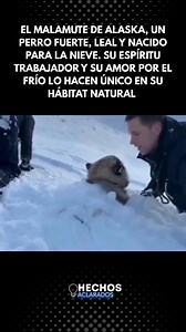 El Malamute de Alaska es una de las razas más imponentes y antiguas, criada en las frías tierras árticas para acompañar a los pueblos nativos en su día a día. ¡Y este video demuestra por qué su amor por la nieve es tan auténtico! ⛄💙Con una altura que ronda entre 58 y 64 cm y un peso de 34 a 39 kg, este perro se distingue por su cuerpo fuerte y compacto, además de su denso pelaje doble que lo protege del clima extremo. Gracias a su subpelo espeso y aceitoso más el manto superior, es prácticament