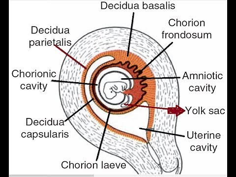 Yolk Sac Basics: A Concise Introduction to Early Development