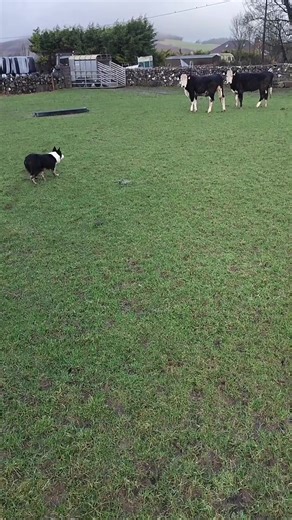 Life with Border Collies: A Sheepdog's Journey