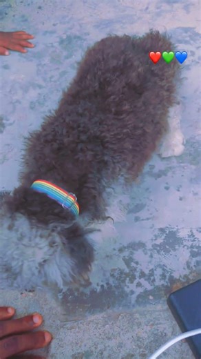 bluey enjoying his African cherry