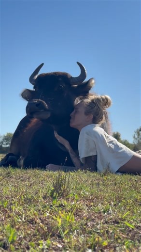 Jane, our rescued water buffalo, is proof that love and compassion can transform even the most terrified creatures. Here she is, blissfully chewing her cud and enjoying some gentle caresses. There’s a common misconception that water buffalo are aggressive or dangerous, often fueled by sensational stories of wild encounters and tragic events. Just like Jane’s brother, Phill, who was portrayed as a threat by his previous owners and even the media. The truth is far more complex. It’s crucial to und