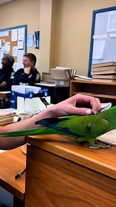 "Detective Parrot Solves the Case! 🕵️‍♂️🦜😂" When peanuts go missing, this parrot turns detective! Watch the hilarious moment he cracks the case right under the officer’s nose. 😄💚 #ParrotComedy #DetectiveParrot #FunnyBirds #PoliceStationFun #PetHumor #BirdTalk #AnimalComedy #LaughOutLoud #ReelsComedy #ViralReels #CuteAnimals #OfficeHumor | Smile of Prosperity