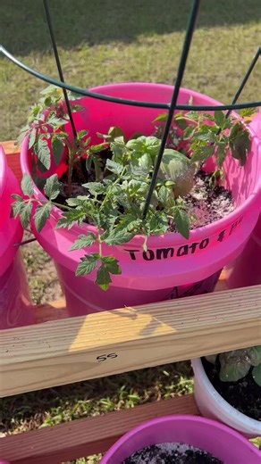 Easy Bucket Gardens for First-Time Gardeners