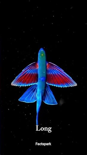 You Won’t Believe This Fish Flies 🐟✨ #factspark #didyouknow