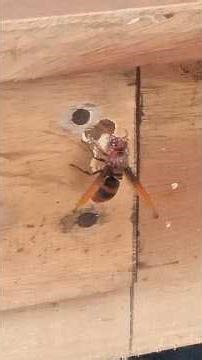 This Tiny Wasp is Drilling Wood to Build Its Home 😱