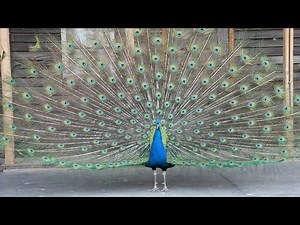The amazing peacock knows how to show off