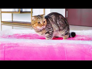 Can Cats Walk On Fluffy Slime? | Compilation