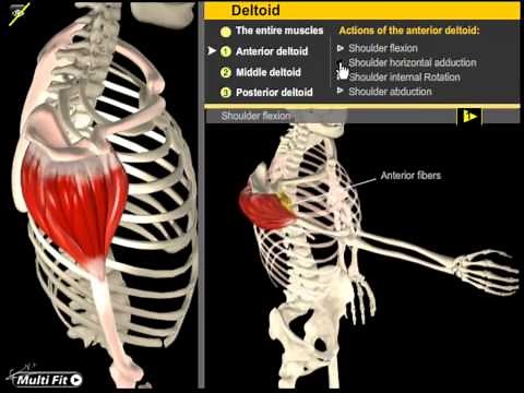 Deltoid Muscles: Build your Shoulder Muscles | Muscle Motion, Anatomy & Kinesiology