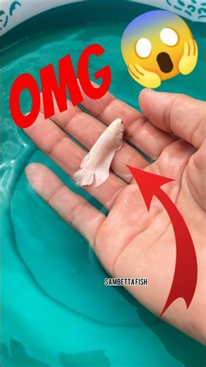 catching the betta fish #bettafishtank #bettafish #fish #samofficail #bettafishworld #guppyfish