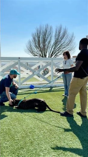 Dog training requires training dogs and handlers