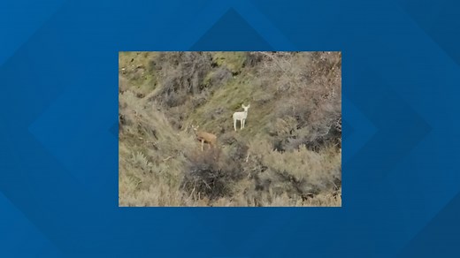For real doe: Albino deer spotted in Eagle