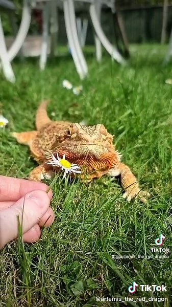 Artemis the red dragon on TikTok