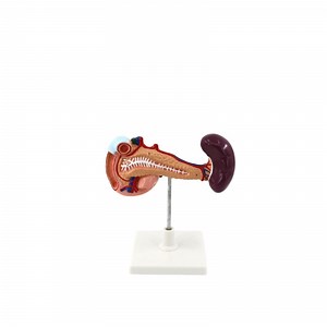 [Hot Item] Model of Spleen Pancreas and Duodenum Anatomical Model