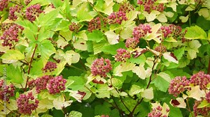 Physocarpus amurensis is Physocarpus in rose family native to western North America.