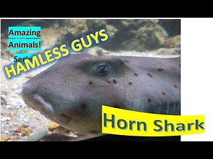 Horn Shark facts 🦈 short, blunt head with ridges over its eyes 👀