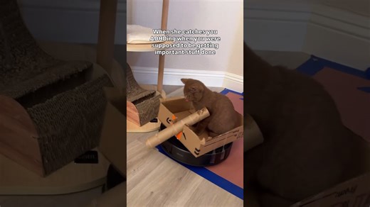 Our pets clash in hilarious chinchilla vs kitten showdown