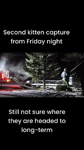 65K views · 1.5K reactions | Second capture from Friday night. Superb job by Fish & Wildlife. Now we’re just waiting to hear where the kittens will be going. | John E. Marriott Wildlife and Nature Photography | Facebook