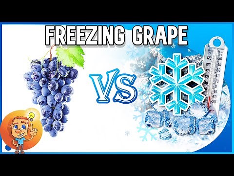 Freezing Grape - Can grapes be frozen and then used - Grape Storage