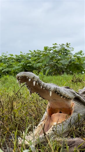 2.4K views · 28K reactions | When a crocodile growls like this, it’s not just a sound — it’s a message. Crocodiles use deep vocalizations to mark territory and warn rivals to stay away. Experience the raw power of nature on Jose’s Crocodile River Tour in Costa Rica! #CrocodileTerritory, #WildlifeBehavior, #JoseCrocodileRiverTour, #CostaRicaWildlife, #CrocodileCall | Jose's Crocodile River Tour | Facebook