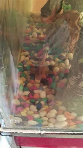 Cleaner Fish #aquarium #reels #viral #petsman