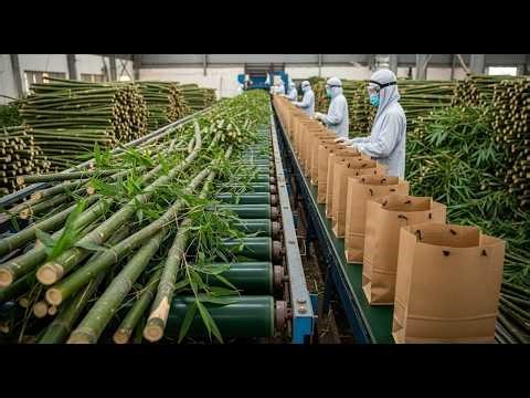 How Paper Bags Are Made From Bamboo | Inside Eco-Friendly Factory (Full Process)