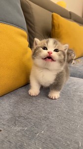 170K views · 6.2K reactions | OMG, Wasn't Ready for The Tiny Meow!  SOUND ON!  #cat #Kitten #ASMR #adorable #catvideos #cats | Baby Cat | Facebook