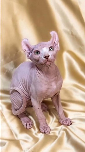 Elf Cat: Sphynx + American Curl = Pure Cuteness Overload!