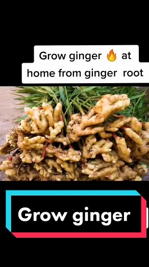 Grow Ginger Easily at Home: A Guide to Growing Ginger from Root