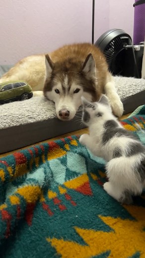 5.5K views · 314 reactions | Omg Cherie Moo Moo was caught red handed being rude to Finny, then tried to get us to erase the evidence  | Mini Cat Town | Facebook