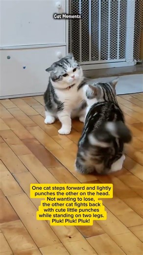 “Cat Fight! These Two Cats Suddenly Started Fighting! 😳🐱” #funnyanimals #cat #shortvideo