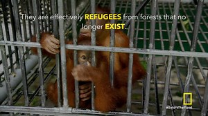 Clear tonight's schedule and watch the eye-opening climate change documentary with Leonardo DiCaprio. WATCH BEFORE THE FLOOD ONLINE HERE NOW: http://beforetheflood.nationalgeographic.com.au/ | National Geographic Australia