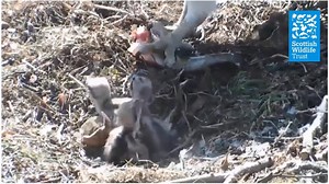 20K views · 2K reactions | The osprey chicks at Loch of the Lowes are making great progress. Despite the third chick being at a disadvantage to its older siblings each one has been able to get a feed. Earlier today we watched them receive food in turn before toppling over for a snooze in the sunshine! Thanks to players of People's Postcode Lottery for helping us keep an eye on the nest. | Scottish Wildlife Trust | Facebook