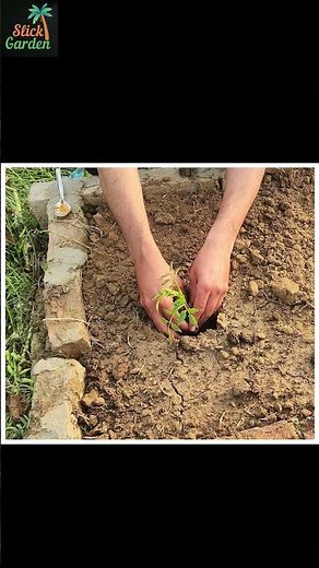 Plant Tomatoes Like THIS… and Watch Them Explode With Growth