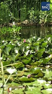 1.8K views | 識 Spring into Action: Pond Maintenance Tips! Clean...