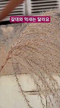 #Reeds and reeds are different #Differences between reeds and reeds