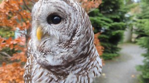 2.6K views · 323 reactions | Sound on for this one! Our beautiful...