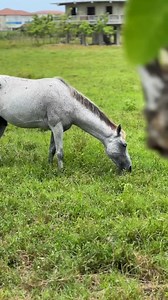 Jeannette Reyes | Jeannette Reyes