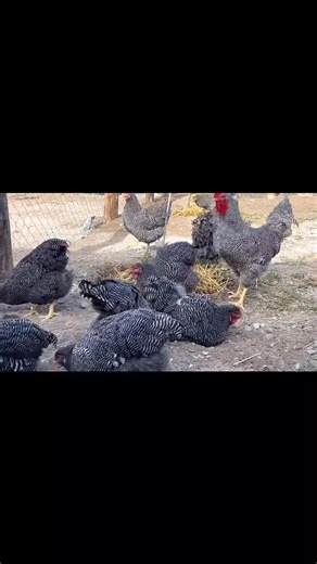 4.7K views · 122 reactions | From Chicks to Layers: A Guide to...