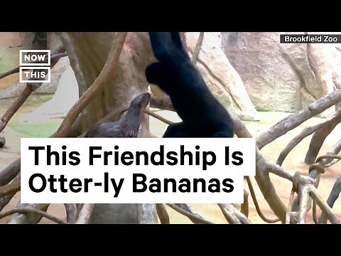 Otter Befriends an Ape at Chicago's Brookfield Zoo