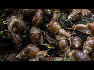 Snail Anatomy: Shell, Slime, and Reproduction, Explained Simply