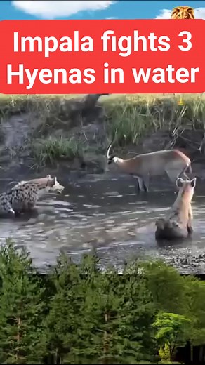 Impala vs 3 hyenas in water #wildlife #wild #wildanimals #wildlifephotography | 𝗪𝗼𝗿𝗹𝗱 𝗟𝗶𝗼𝗻 𝗦𝗮𝗳𝗮𝗿𝗶𝘀