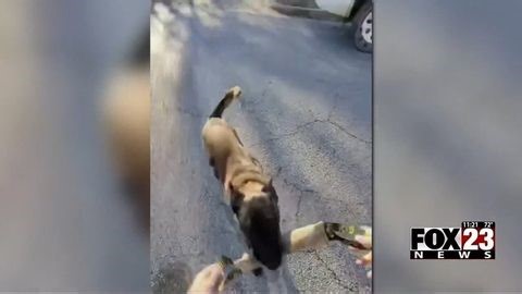 Tulsa trainer launches program to rehabilitate rescue dogs | Haystack News