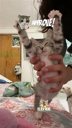 Cats Stretching is Weirdly Addictive 😭🐱